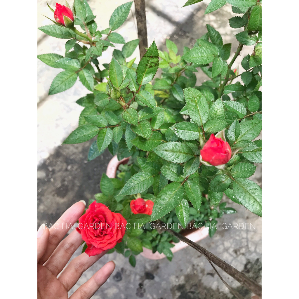Cây hoa hồng đỏ kèm chậu nhựa cứng- Hồng ta siêng bông- Cây ban công, sân vườn ưa nắng