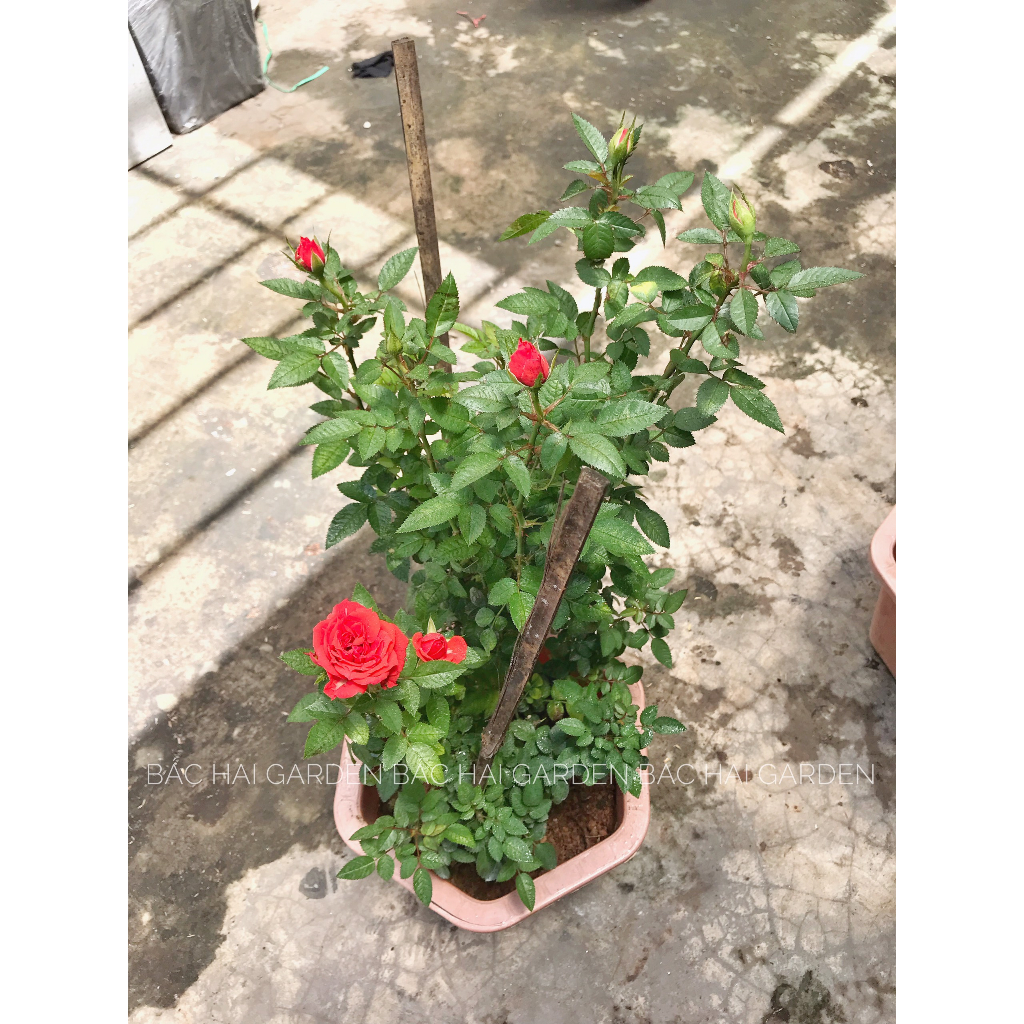 Cây hoa hồng đỏ kèm chậu nhựa cứng- Hồng ta siêng bông- Cây ban công, sân vườn ưa nắng