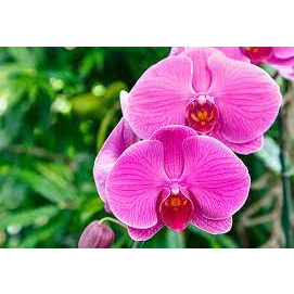 100ml Phân Bón lá NPK Chuyên Dùng cho Lan Breed-DT02 (6-8-6) Orchid Bloom