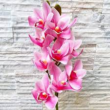 100ml Phân Bón lá NPK Chuyên Dùng cho Lan Breed-DT02 (6-8-6) Orchid Bloom