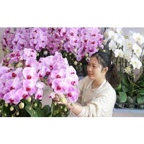 100ml Phân Bón lá NPK Chuyên Dùng cho Lan Breed-DT02 (6-8-6) Orchid Bloom