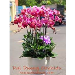 100ml Phân Bón lá NPK Chuyên Dùng cho Lan Breed-DT02 (6-8-6) Orchid Bloom