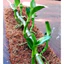 THảm Xơ Dưà Cao Cấp Trồng Lan 50*50CM (1 Tấm)