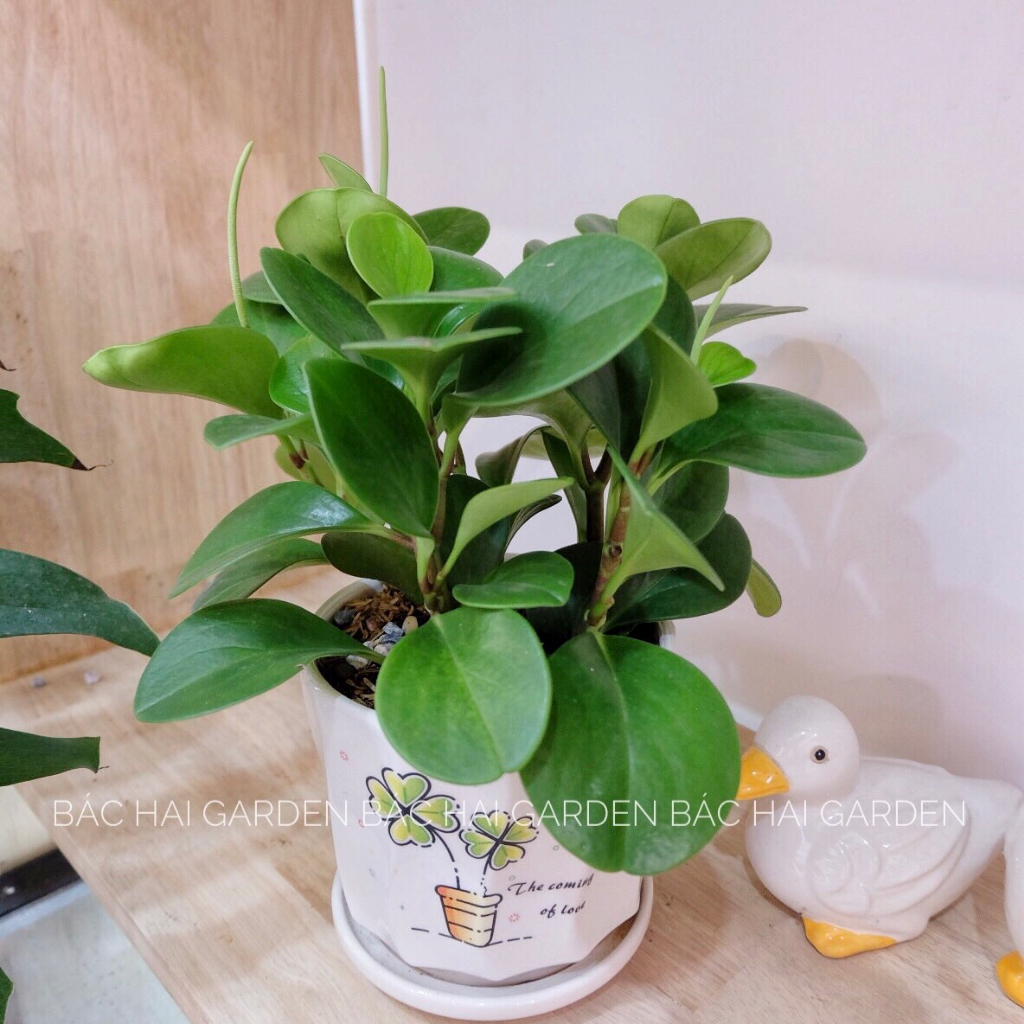Chậu cây Trường sinh kèm chậu men sứ trắng- Cây để bàn, cây trong nhà đẹp giá rẻ