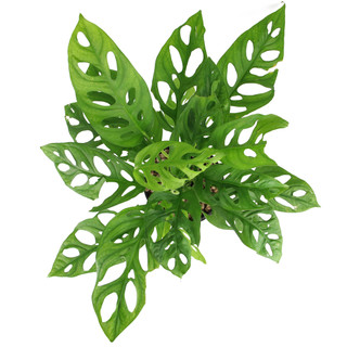 Nhà Thương Cây - TRẦU BÀ PHO MÁT