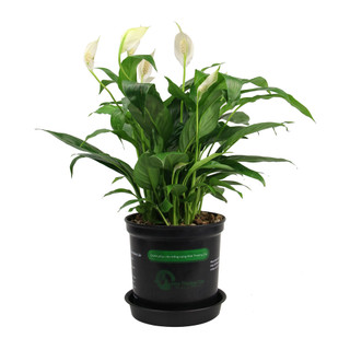 Nhà Thương Cây - LAN Ý| PEACY LILY|Cây trong nhà