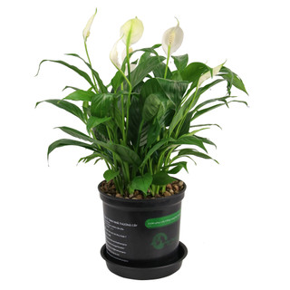 Nhà Thương Cây - LAN Ý| PEACY LILY|Cây trong nhà
