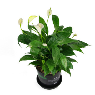Nhà Thương Cây - LAN Ý| PEACY LILY|Cây trong nhà