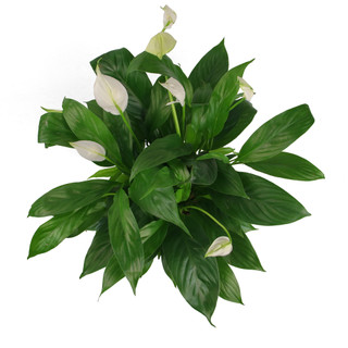 Nhà Thương Cây - LAN Ý| PEACY LILY|Cây trong nhà