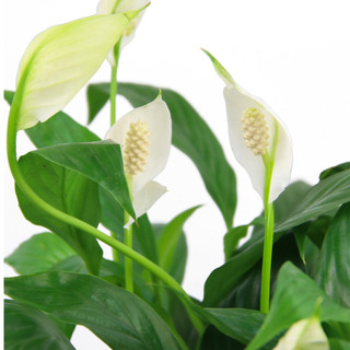 Nhà Thương Cây - LAN Ý| PEACY LILY|Cây trong nhà