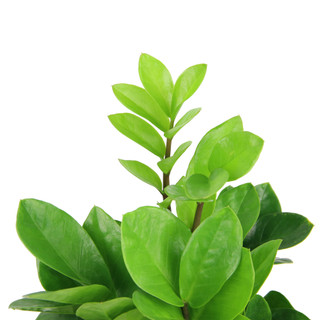 Nhà Thương Cây - KIM PHÁT TÀI