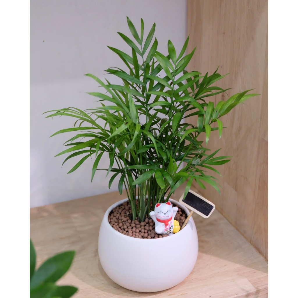 Chậu cây cau tiểu trâm kèm chậu men sứ trắng- Cây để bàn- Cây xanh trang trí nội thất, cây văn phòng