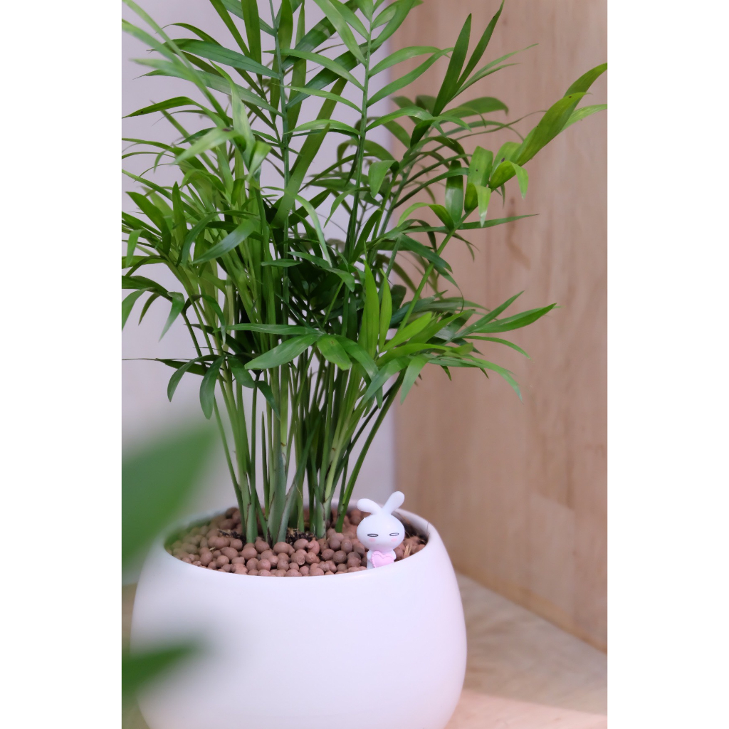 Chậu cây cau tiểu trâm kèm chậu men sứ trắng- Cây để bàn- Cây xanh trang trí nội thất, cây văn phòng