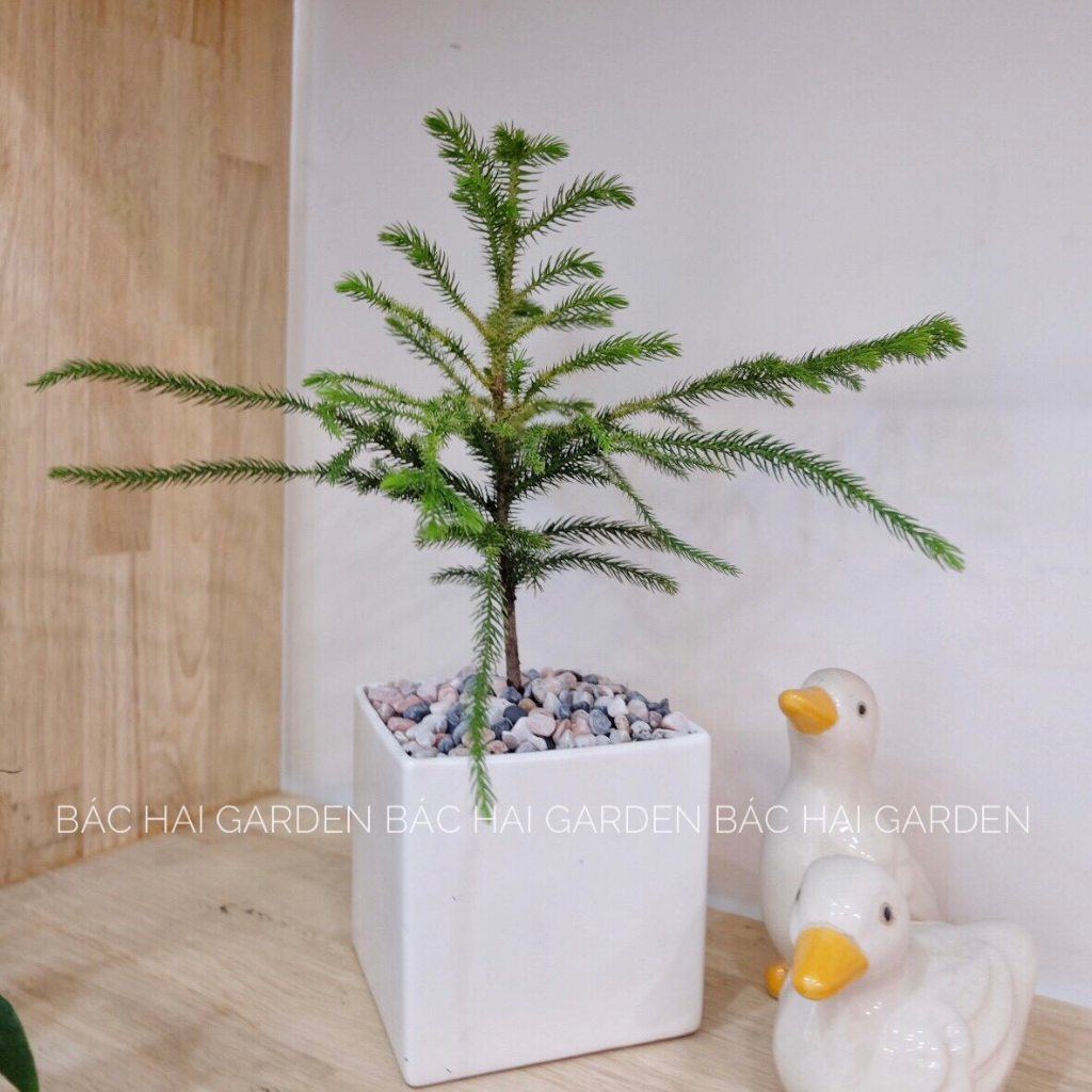 Cây Tùng bách tán để bàn decor Noel kèm chậu men sứ trắng- Cây để bàn- Cây trang trí trong nhà, văn phòng