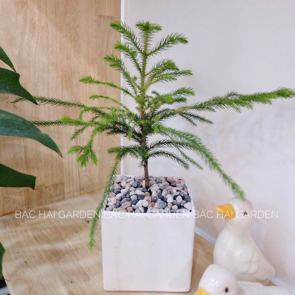 Cây Tùng bách tán để bàn decor Noel kèm chậu men sứ trắng- Cây để bàn- Cây trang trí trong nhà, văn phòng