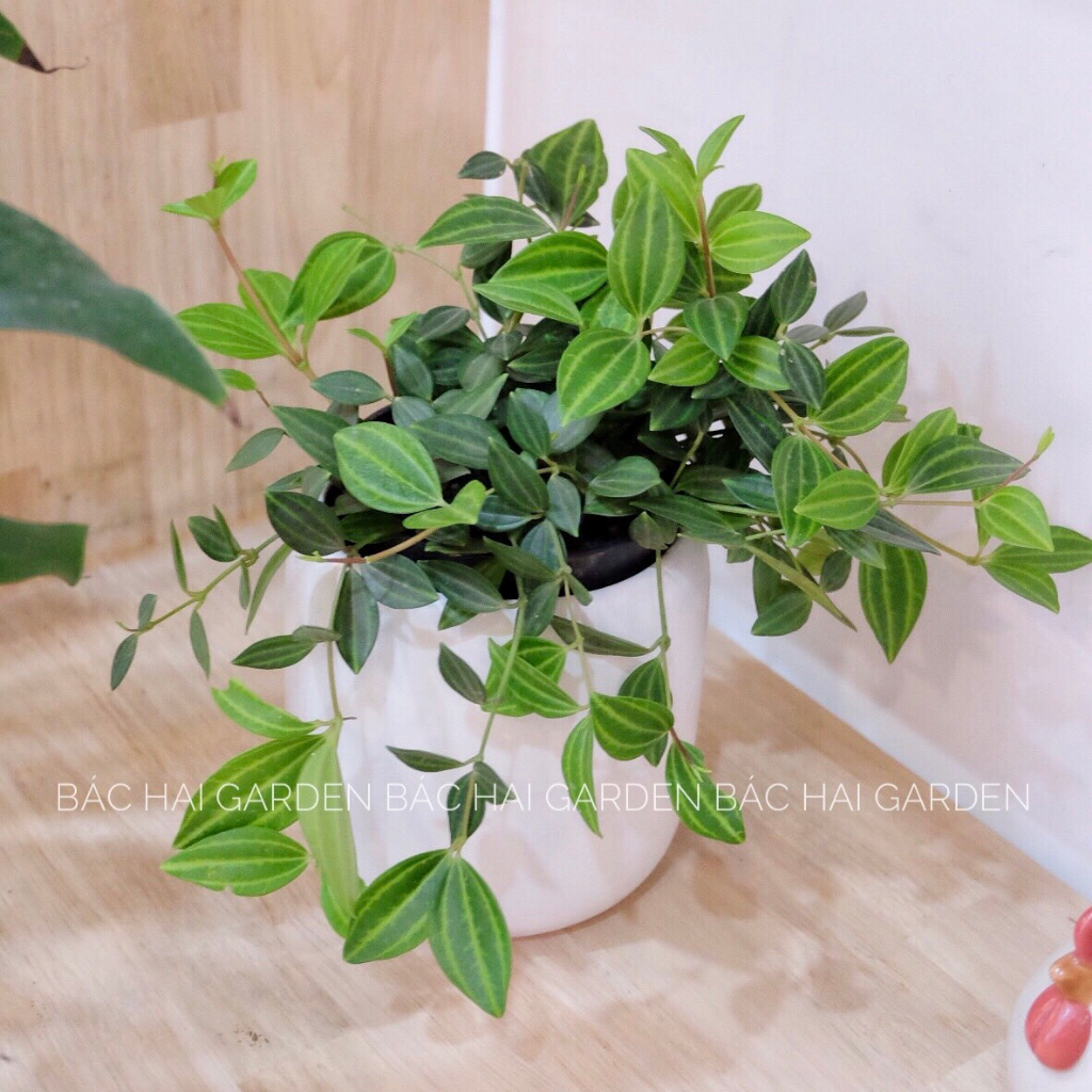 Chậu cây Bình an kèm chậu men sứ trắng- Cây để bàn