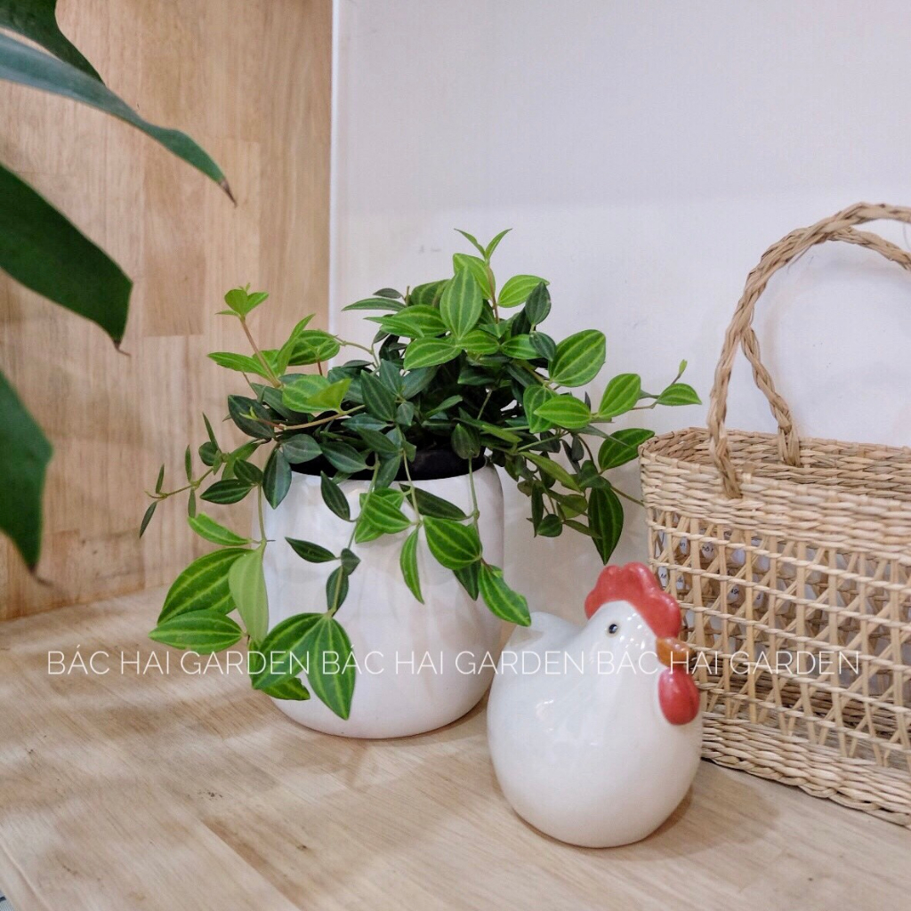 Chậu cây Bình an kèm chậu men sứ trắng- Cây để bàn