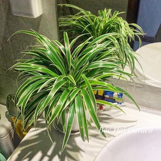 Chậu cây cỏ lan chi kèm chậu men sứ trắng- Cây để bàn- Cây trang trí văn phòng- Chậu cây trong nhà