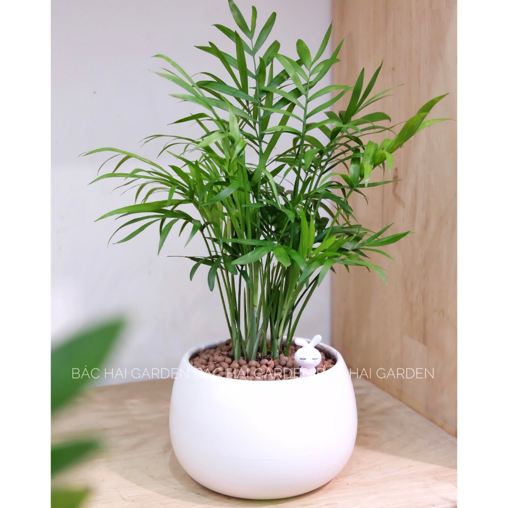 Chậu cây cau tiểu trâm kèm chậu men sứ trắng- Cây để bàn- Cây xanh trang trí nội thất, cây văn phòng