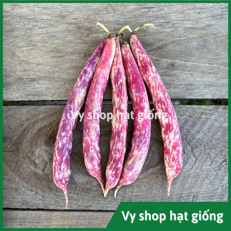 Hạt giống đậu cove bụi lùn trứng rồng - đậu huyết rồng (Flamco bean ...