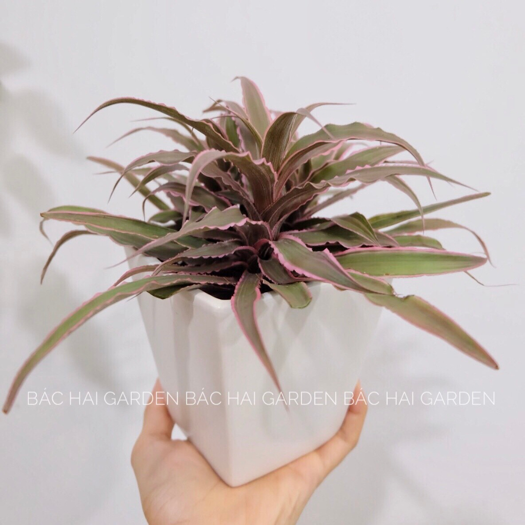 Chậu cây dứa hồng phụng kèm chậu men sứ trắng- Cây để bàn