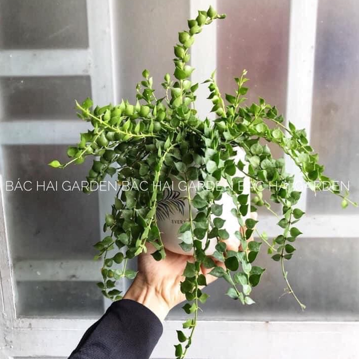 Chậu cây lan tim kèm chậu men sứ trắng- Cây để bàn- Cây xanh trang trí nội ngoại thất