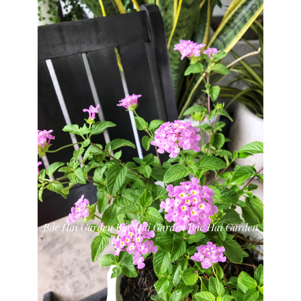 Chậu hoa ngũ sắc, cây hoa trâm ổi tím/ vàng kèm chậu nhựa cứng- Cây hoa ban công Bác Hai Garden