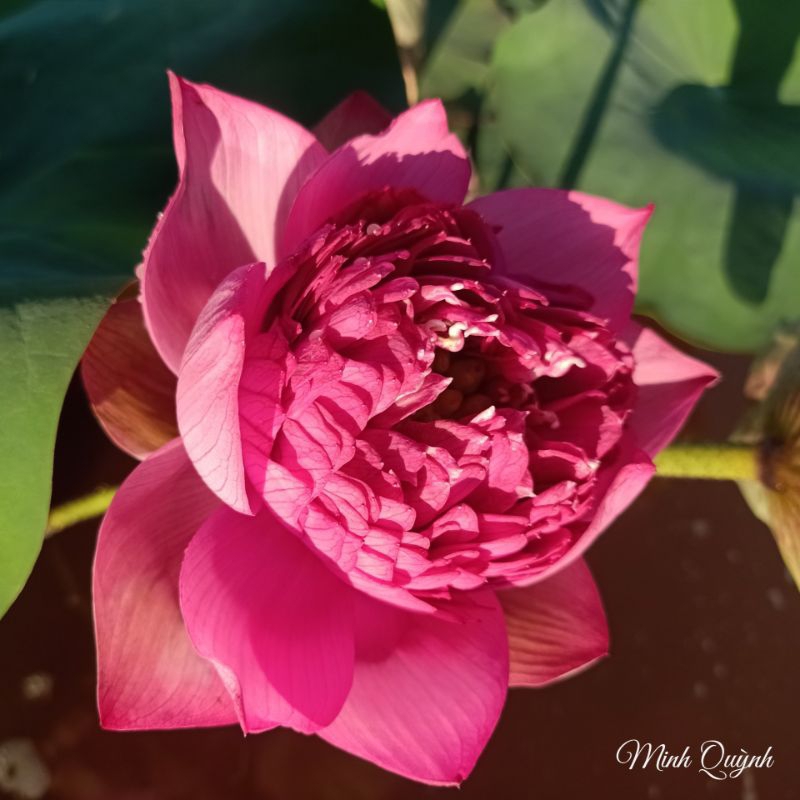Củ sen Red Amity | Shopee Việt Nam