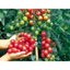 PHÂN BÒ Ủ VI SINH SFARM 5KG