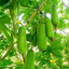 PHÂN BÒ Ủ VI SINH SFARM 5KG