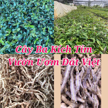 Cây giống ba kích tím ( mua 10 tặng 1 ) #cây_giống #cây_ba_kích