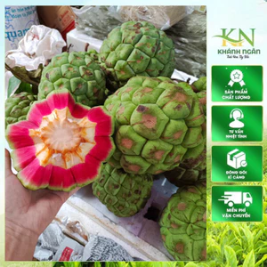 Na rừng Tây Bắc tươi xanh vỏ đỏ lòng 1kg(Na rừng sấy khô thơm,sạch,không vụn)Tặng kèm đường phèn