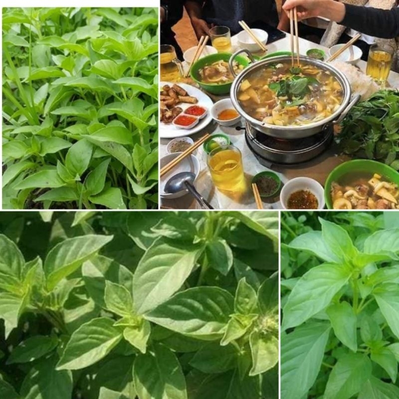 200 hạt giống lá é trắng, thơm sả 💥 đặc sản món lẩu gà, ăn cực thơm ngon