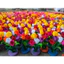 SET 5 CÂY HOA CHƠI GÓC XÂY DỰNG - đồ chơi mầm non tự tạo - HOA NỈ