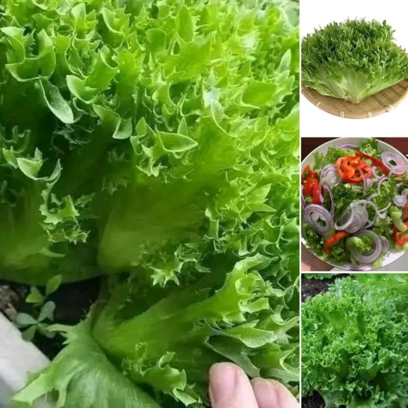 Hạt Giống Xà Lách  Thủy Tinh Nhập Khẩu f1 💥 Xịn Xò, Ngon Ngọt Giòn Rụm Năng Suất Cao