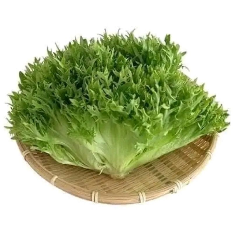 Hạt Giống Xà Lách  Thủy Tinh Nhập Khẩu f1 💥 Xịn Xò, Ngon Ngọt Giòn Rụm Năng Suất Cao
