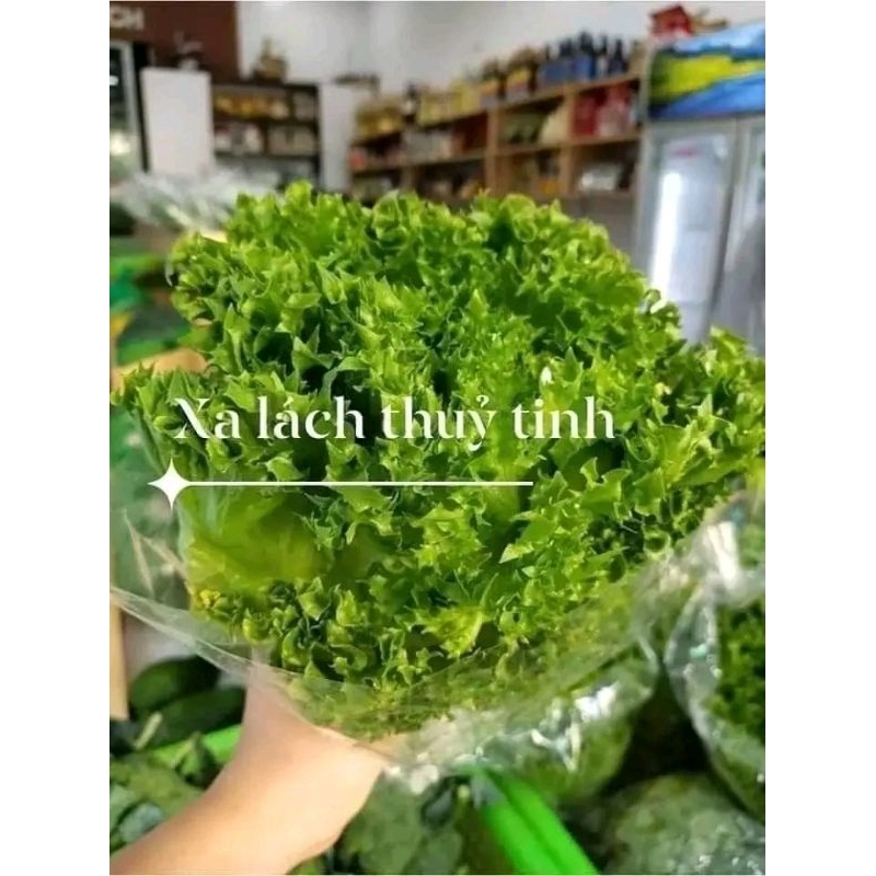 Hạt Giống Xà Lách  Thủy Tinh Nhập Khẩu f1 💥 Xịn Xò, Ngon Ngọt Giòn Rụm Năng Suất Cao