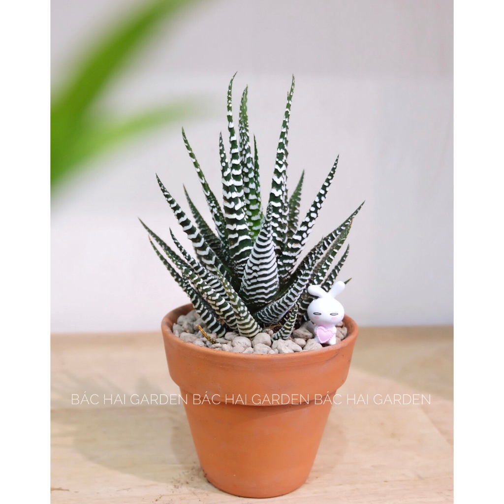 Chậu cây móng rồng kèm chậu đất nung - Cây để bàn văn phòng- Cây xanh nội ngoại thất