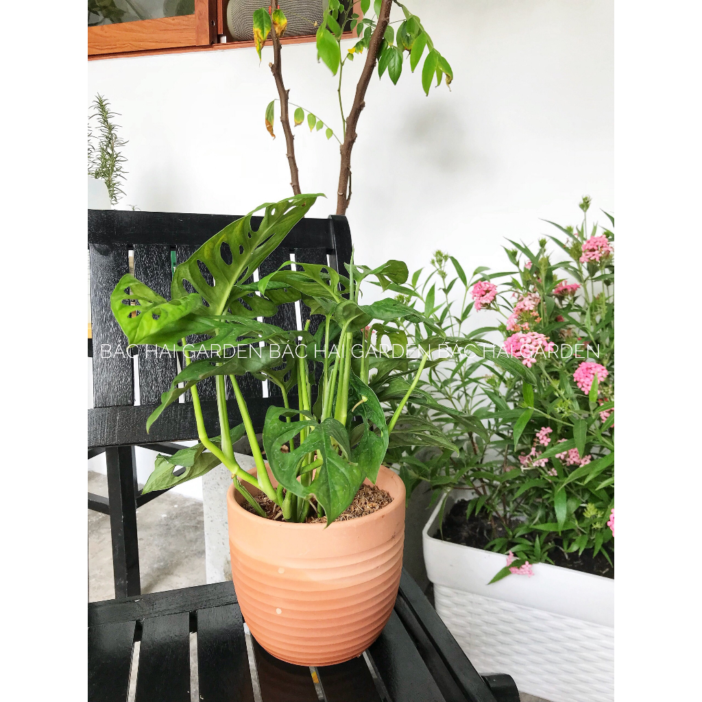 Chậu cây trầu bà lỗ kèm chậu đất nung để bàn- Cây nội ngoại thất dễ trồng- Cây xanh quà tặng