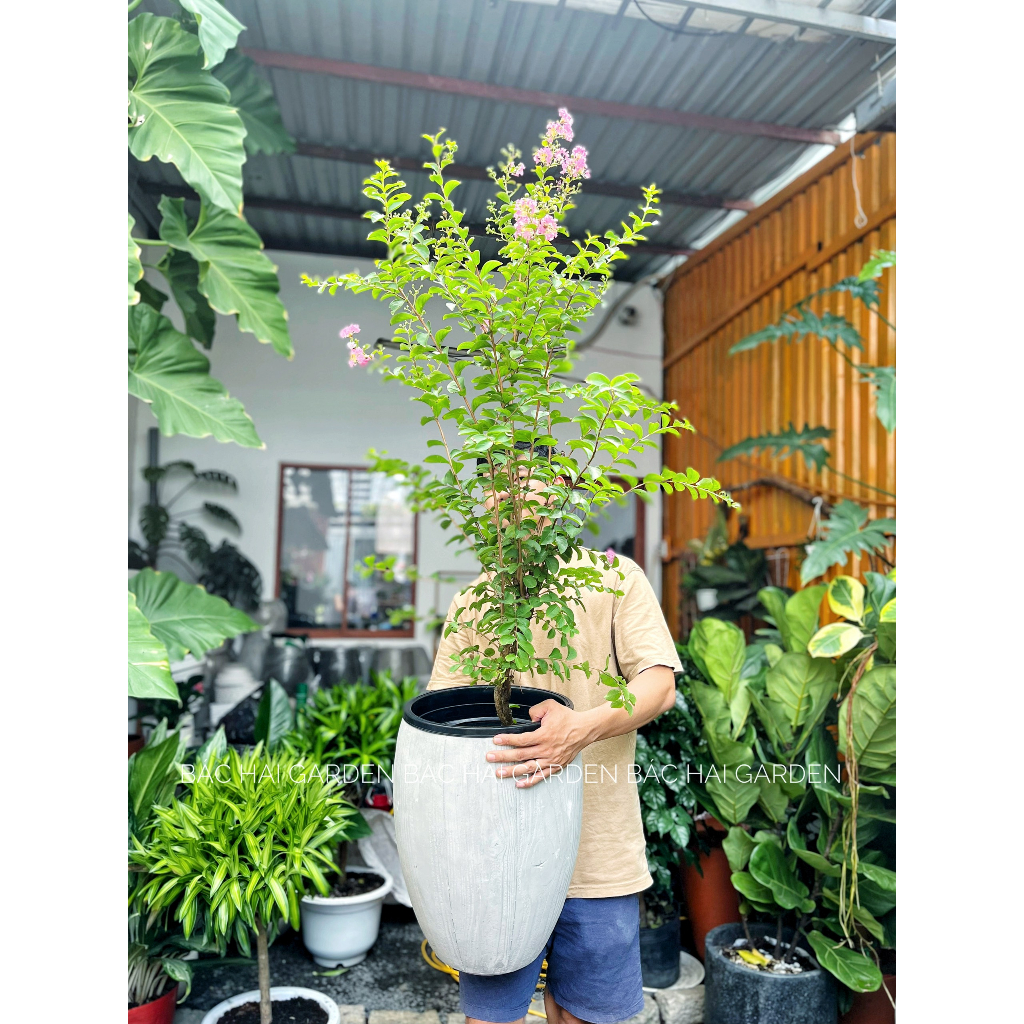 Chậu tường vi hồng kèm chậu - Cây ngoại thất, ban công, sân vườn ưa nắng- Cây siêng hoa