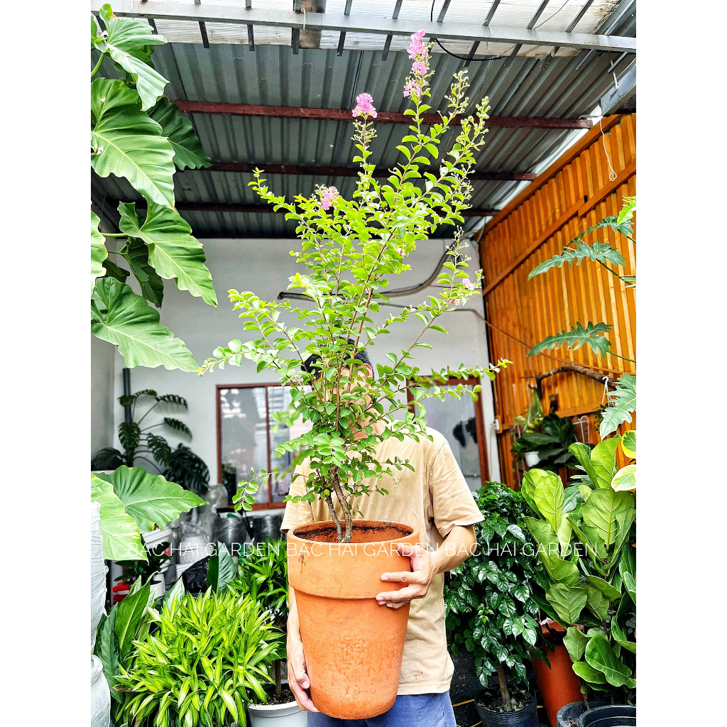 Chậu tường vi hồng kèm chậu - Cây ngoại thất, ban công, sân vườn ưa nắng- Cây siêng hoa