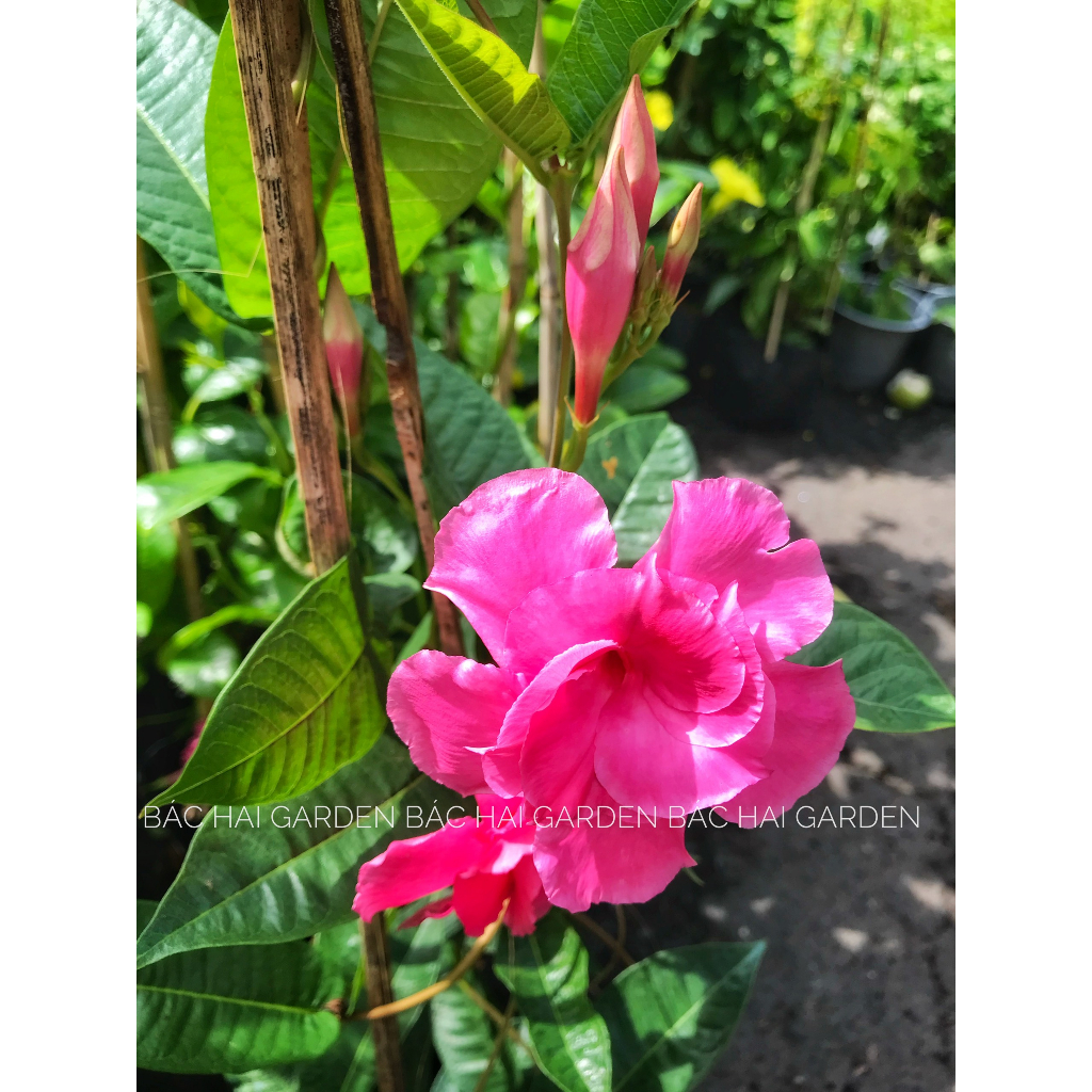 Chậu cây hoa Huỳnh Anh cánh kép-Bụi hoa leo rũ ban công-Cây hoa ngoại thất, cây hoa ban công- Cây hoa siêng hoa, ưa nắng