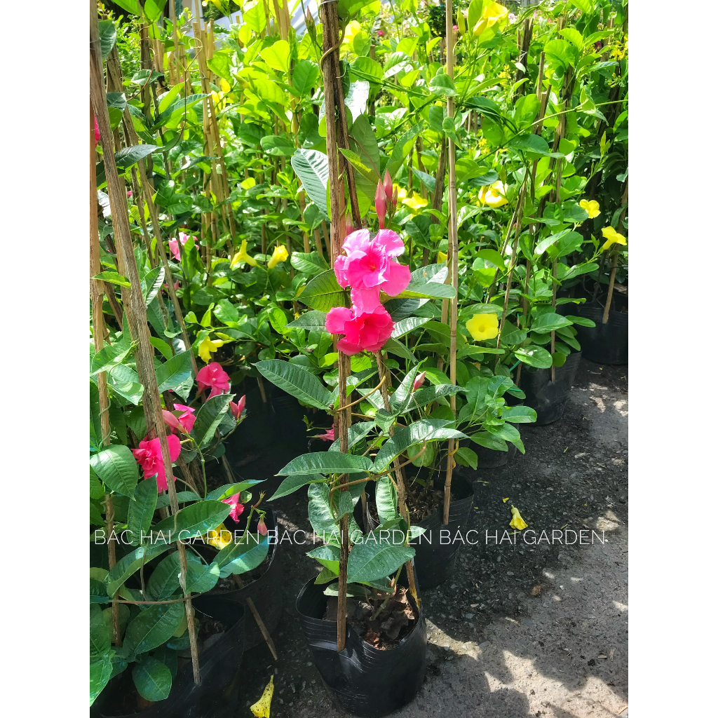 Chậu cây hoa Huỳnh Anh cánh kép-Bụi hoa leo rũ ban công-Cây hoa ngoại thất, cây hoa ban công- Cây hoa siêng hoa, ưa nắng
