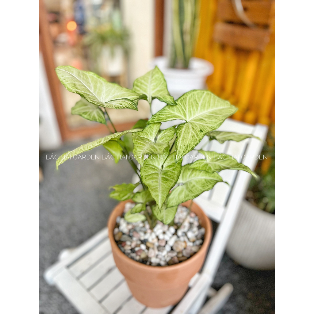 Chậu cây trầu bà trắng kèm chậu đất nung/ chậu men sứ đẹp trang trí nhà ở, văn phòng, cây trong nhà