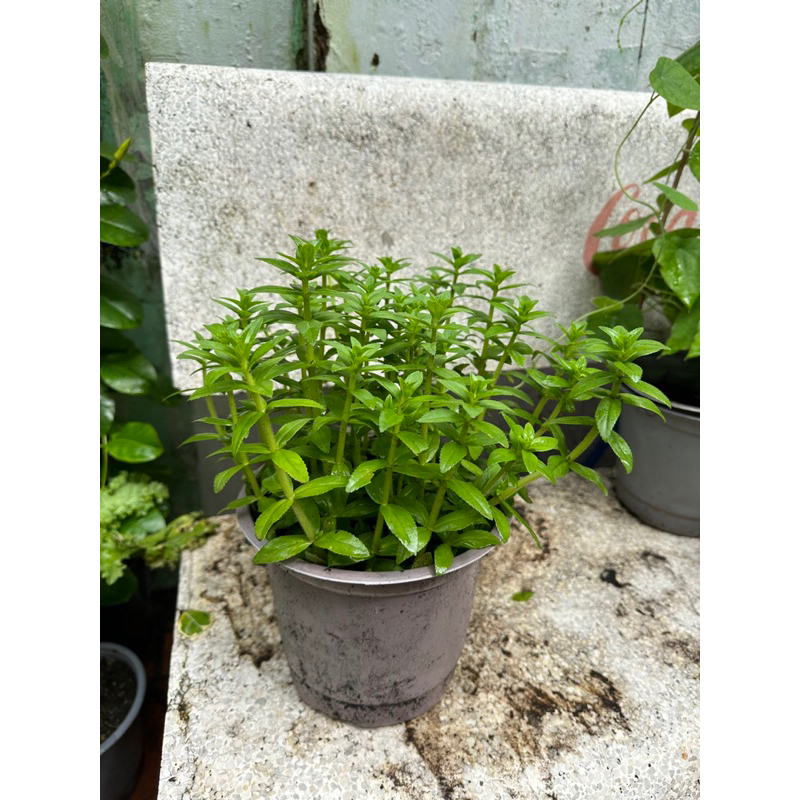 Cây Rau Om ( Rau Ngổ) cây gia vị trồng chậu | Shopee Việt Nam