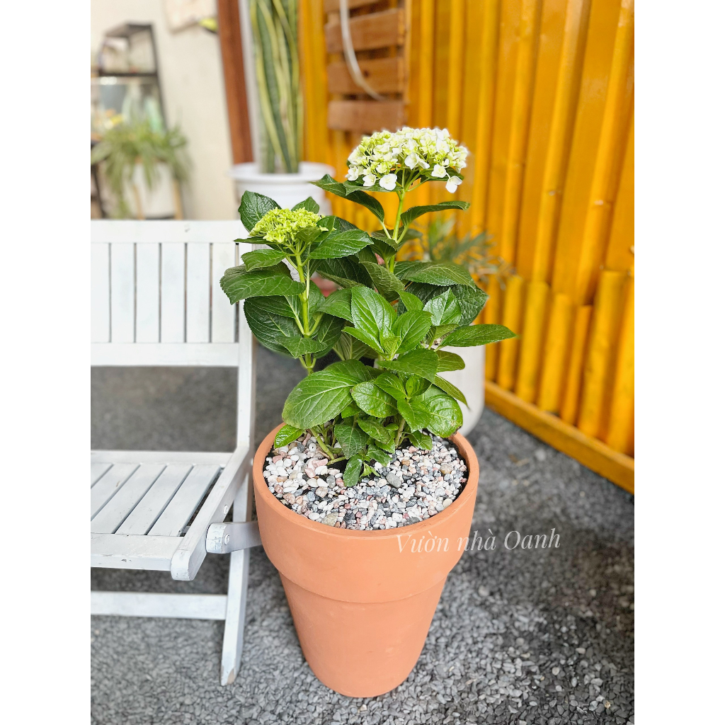 Cây hoa cẩm tú cầu kèm chậu đất nung- Cây hoa ban công, sân vườn đẹp- Cây xanh ưa nắng