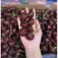 GIAO NHANH HCM - CHERRY MỸ NHẬP KHẨU