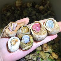 ,Mô hình, OMH rugosus,ốc mượn hồn giá rẻ,ốc mượn hồn sống,ốc mượn hồn ...