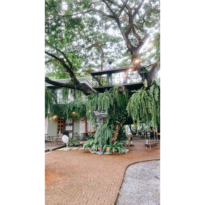 Chậu cây Dương xỉ thòng thái kèm chậu nhựa treo- Chậu cây treo ban công, sân vườn, quán cafe đẹp