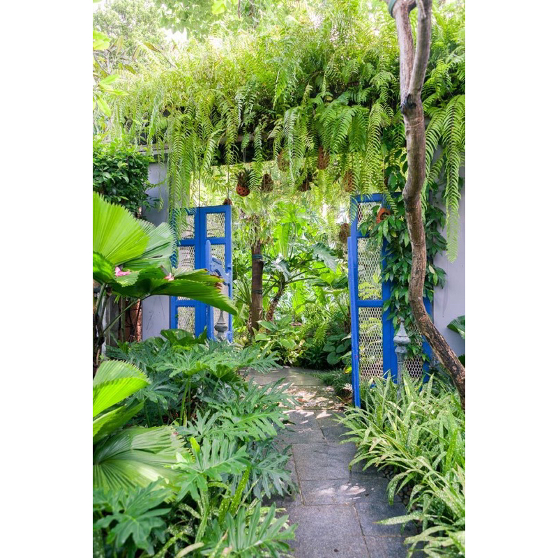 Chậu cây Dương xỉ thòng thái kèm chậu nhựa treo- Chậu cây treo ban công, sân vườn, quán cafe đẹp